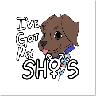 I've Got My Shots (Chocolate Lab, HRT) Posters and Art